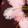 Artificial flowers "Ricin" 2.5x73 cm, pink