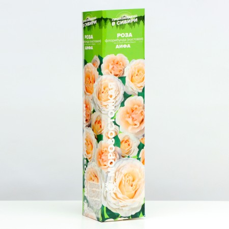 Rosa AiFa, Spring 2024, 1 pc.-1