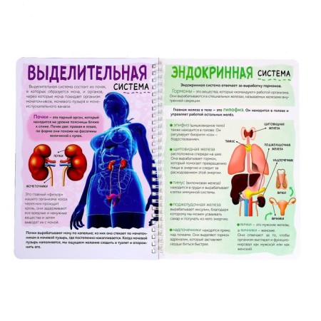 Book with transparent pages "My Body", 32 p.-5