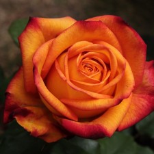 Seedling rose 