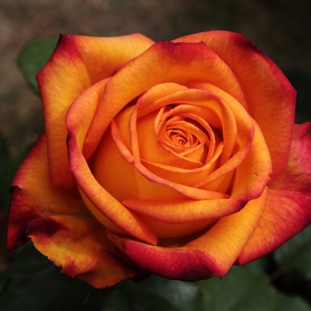 Seedling rose "Cherry Brandy", tube, spring 2025