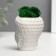 Concrete Kashpo "Buddha" with moss 7*6 cm white (moss green stabilized)