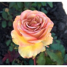 Seedling Rosa Marrakesh, Hybride tea, pot 2 l., Summer 2024