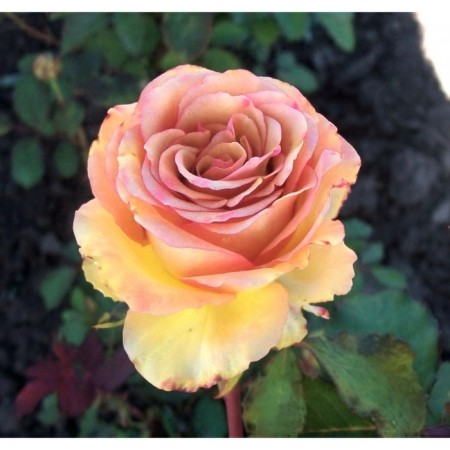 Seedling Rosa Marrakesh, Hybride tea, pot 2 l., Summer 2024
