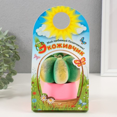 Growing gift Eco -Zhizhivchik "Cactus Astrophytum" ​​Pink-3