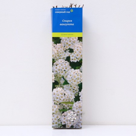Spirea Van-Tutta (Northern Garden series), 1 pc, tube, spring 2025