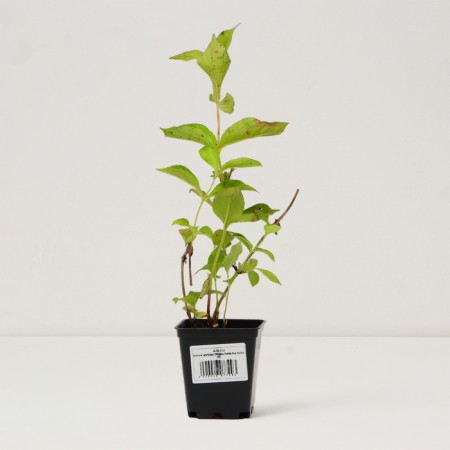 Veigel seedling flowering "Eva Rathke", P9 pot, summer 2024-2