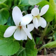 Sister's violet 