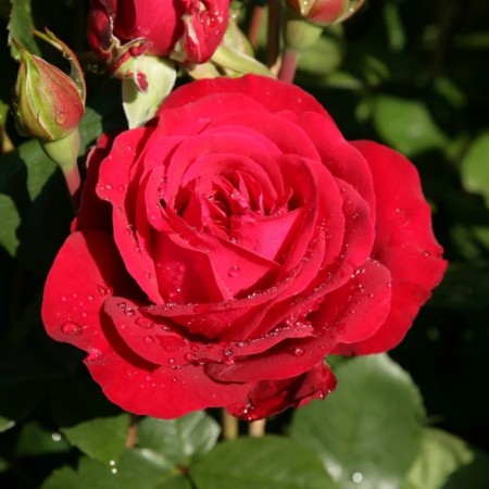 Seedling rose "Stortebeker", tube, spring 2025