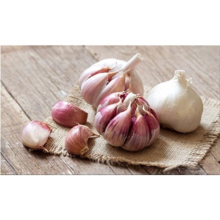 Garlic winter Grigory Komarov 50+, mesh 0.5 kg-1