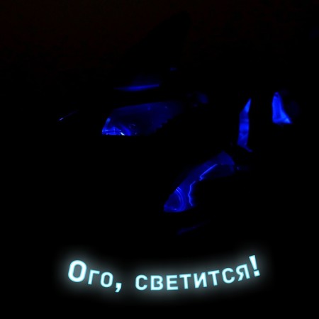 Shark "White", works on batteries, light and sound effects, color gray color-3