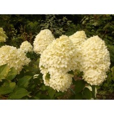 Saphenet Hydrangea Smiling 