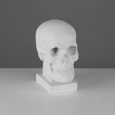 Anatomical gypsum figure: skull (cast with natural), 19 x 14 x 25 cm