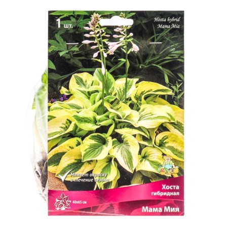 Host Hybrid Mom Mia, I rr, 1 pc. 40*65 h (cm), autumn 2024