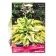 Host Hybrid Mom Mia, I rr, 1 pc. 40*65 h (cm), autumn 2024