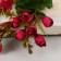 Bouquet "Pelargonium tuliper" 1.5x29 cm, mix