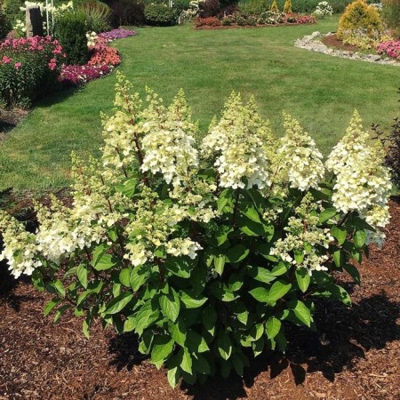 Saphenet Hydrangea Smiling "Candlelight", pot C1.5, summer 2024