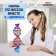Set for experiments "Molecule DNA"