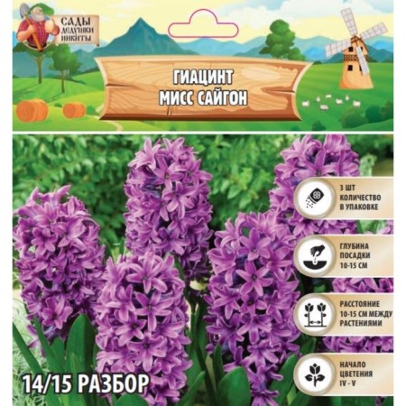 Hyacinth Miss Saigon, rr 14/15, 3pcs, autumn 2024