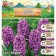 Hyacinth Miss Saigon, rr 14/15, 3pcs, autumn 2024