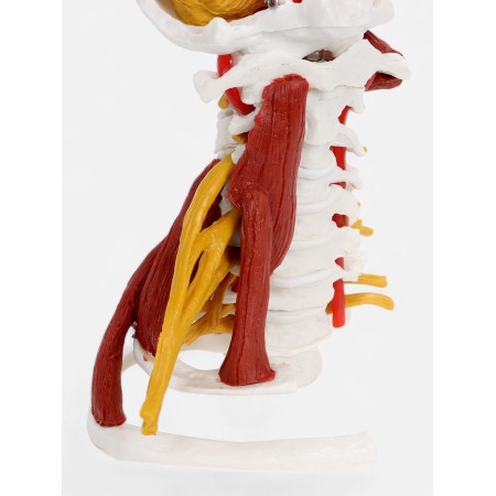 Layout "spine, neck department" 22cm-5