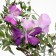 A butterfly for decor and floristry, on a clothespin, plastic, lilac, mix, 1 pc., 8 x 5 x 1 cm