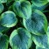 Khosta Tudauma "Flavocyricinalis", pot C3, 1 pc, spring 2024