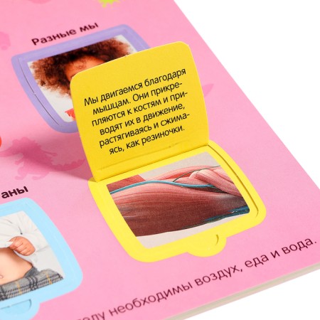 Book with windows "My body"-3