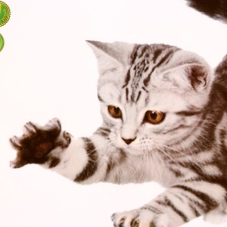 Stick 3D interior cat 29*21cm-2