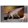Dinosaurian figure "World of dinosaurs: acroctosaurus", 30 cm