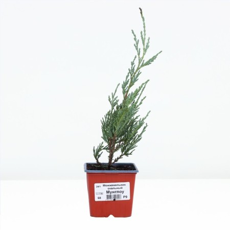 Rock juniper "Monglou", P9, 1pc, h 3-20 cm, spring 2024-1