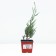 Rock juniper "Monglou", P9, 1pc, h 3-20 cm, spring 2024