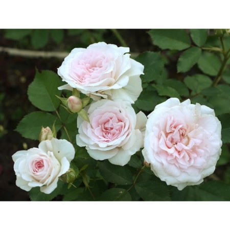 Seedling rose Canadian Park "Moden Blash", tube, 1 pc, spring 2025