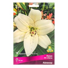 Liliya Lilia Hybrids Ailiner, 14/16 rr, 2 pcs. 110 h (cm), autumn 2024