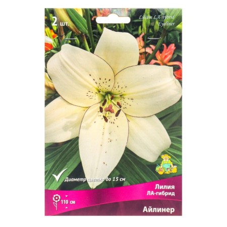 Liliya Lilia Hybrids Ailiner, 14/16 rr, 2 pcs. 110 h (cm), autumn 2024
