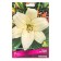 Liliya Lilia Hybrids Ailiner, 14/16 rr, 2 pcs. 110 h (cm), autumn 2024