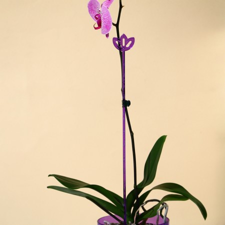 Support for orchids, h = 44 cm, plastic, purple, mix-6