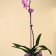Support for orchids, h = 44 cm, plastic, purple, mix