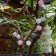Sadovaya garland on the solar battery "Blood" Uniel, IP44, 1.8 m, warm white