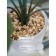 Decorative plant in a ceramic pot of Monster, 12 × 12 × 70 cm