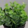 Bonsai in the pot "Iva Boyd Mini" 11x7 cm, green