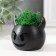 Cashpo concrete "devil" 6.5x6x5.5 cm black with moss (moss green. Stabiliz.)