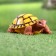 Garden figure "Turtle" 11x14x6cm ////