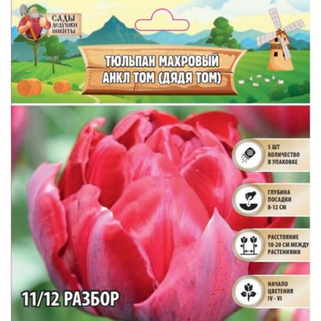Tulip Terry Ankl Tom (Uncle Tom), rr 11/12, 5 pcs, autumn 2023