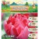 Tulip Terry Ankl Tom (Uncle Tom), rr 11/12, 5 pcs, autumn 2023