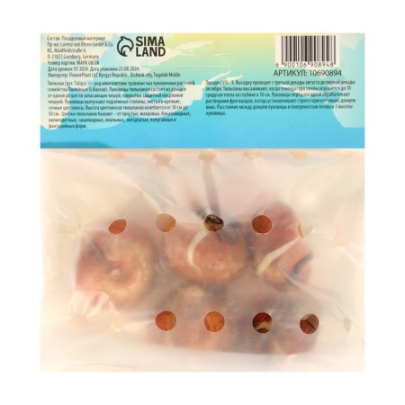 Tulipa AD Rem, river 11/12, 5pcs, autumn 2024-1