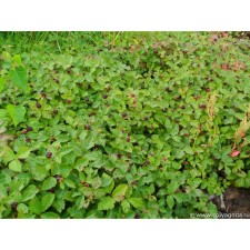 Princess Beata, C2 pot, H10-50 height, 1 pc, summer 2024