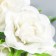Flowers for decorating "Rosa Flying White" 1 bouquet = 6 colors 9 cm