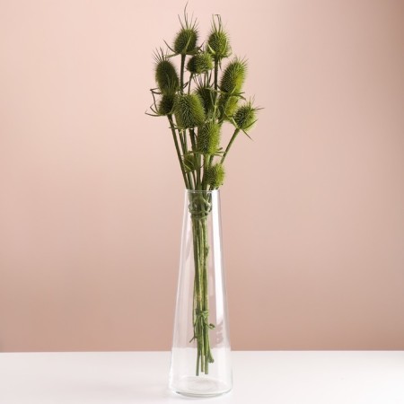 Set of dried flowers "Brush", banch 7-8 pcs, length 50 (+/- 6 cm), green