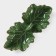 Menzhitsa 2 cells of the leaf, 21.8 × 6.9 cm, green color